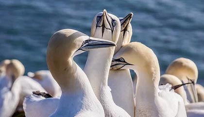 db体育官网-德比战领先！C罗小腿射门进球，菲利克斯策动科曼摆渡助攻